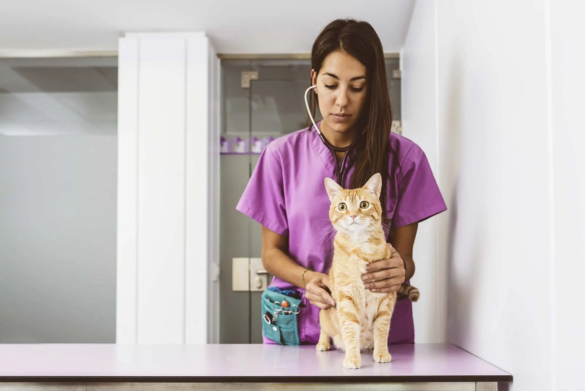 Female veterinarian using stethoscope on a cat.