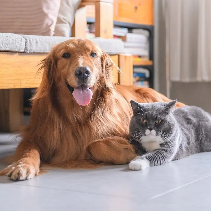 A dog and a cat laying on the floor together.