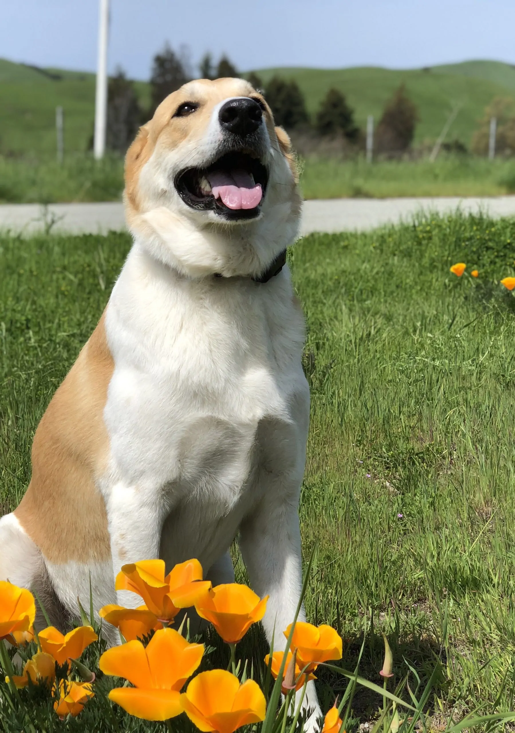 Picture of super cute dog sitting with flowers