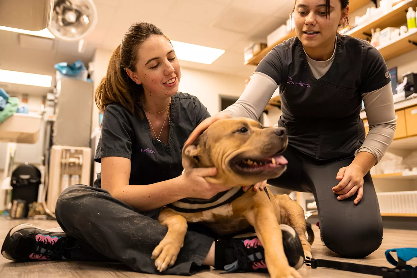 two vet technicians playing with a dog on the floor of the veterinary clinic