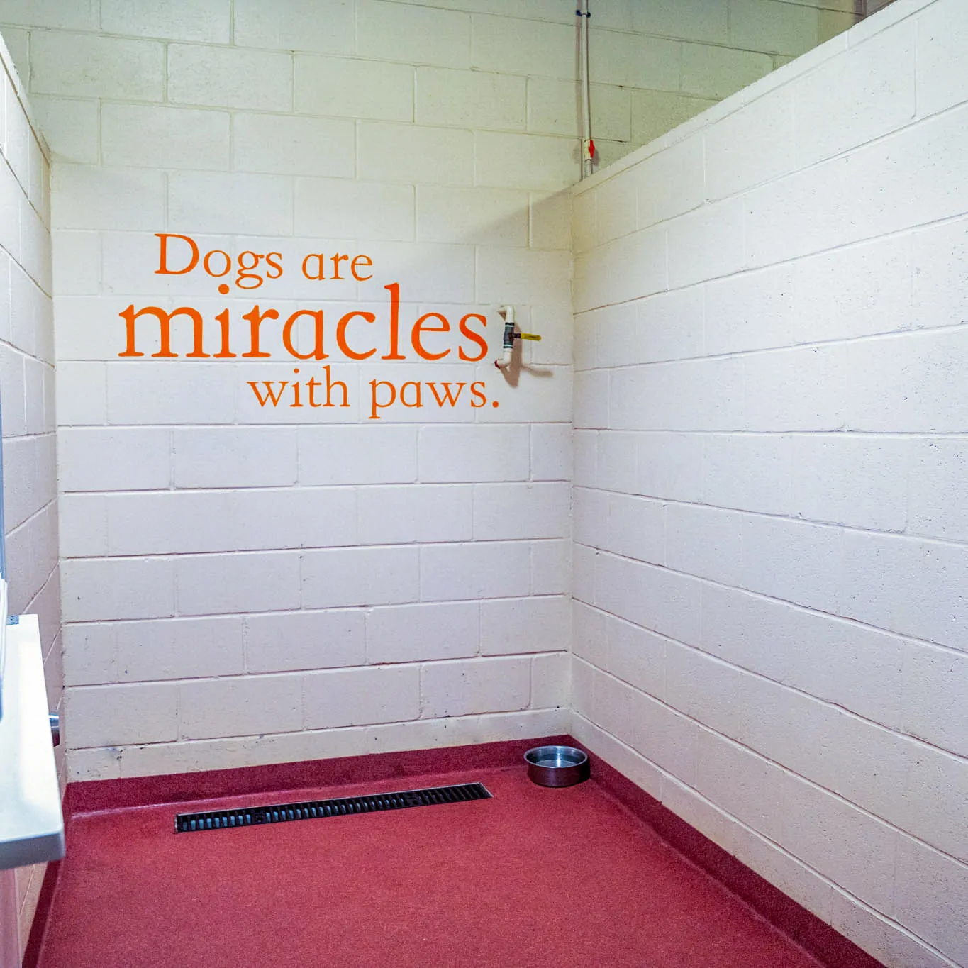 doggy daycare and boarding facilities at my pets wellness