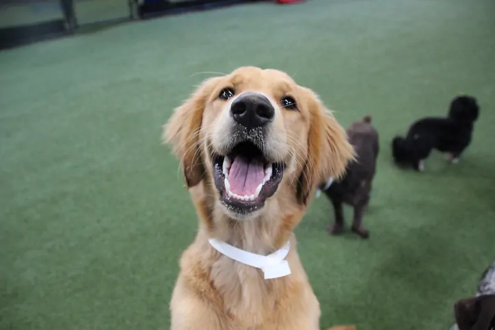 golden retriever smiling at doggy daycare