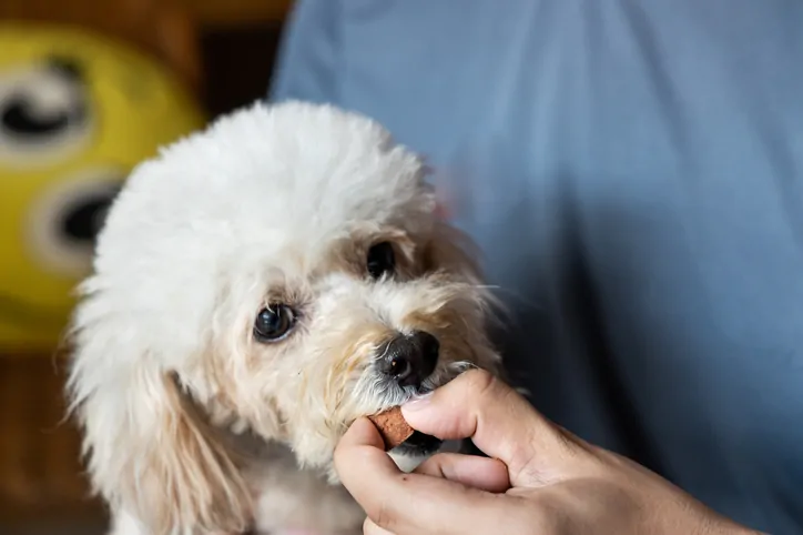 Series of person feeding pet dog with preventive heartworms chewable