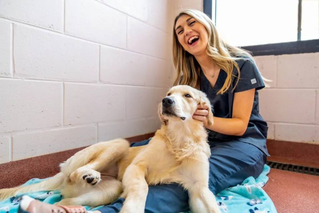 vet tech playing with golden retriever at boarding facility