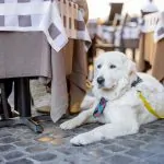 Maremmano abruzzese sheepdog sitting near the table at italian cafe terrace. Adorable huge white dog with shawl